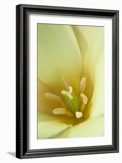 Yellow Burst I-Dana Styber-Framed Photographic Print