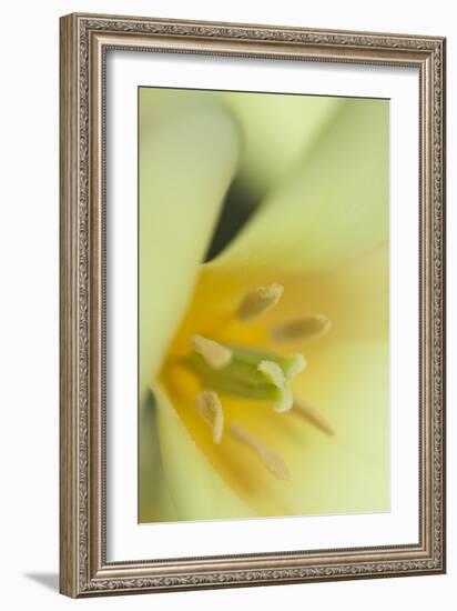 Yellow Burst II-Dana Styber-Framed Photographic Print
