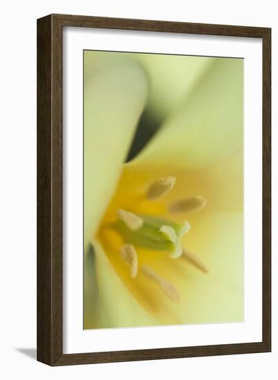 Yellow Burst II-Dana Styber-Framed Photographic Print