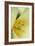 Yellow Burst II-Dana Styber-Framed Photographic Print