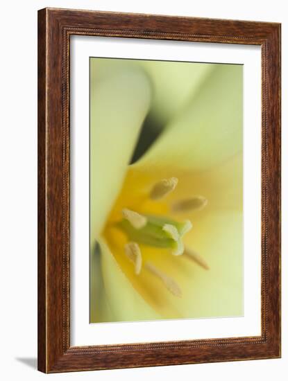 Yellow Burst II-Dana Styber-Framed Photographic Print