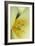 Yellow Burst II-Dana Styber-Framed Photographic Print