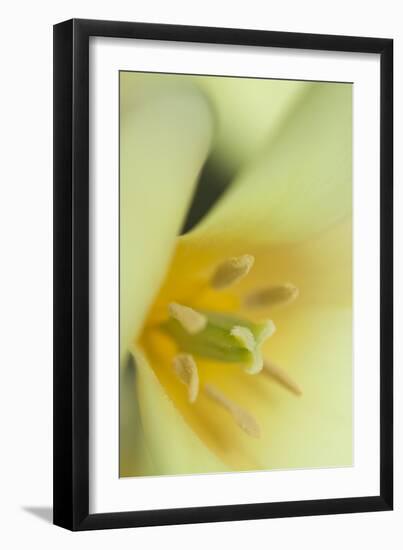 Yellow Burst II-Dana Styber-Framed Photographic Print