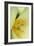 Yellow Burst II-Dana Styber-Framed Photographic Print