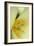 Yellow Burst II-Dana Styber-Framed Photographic Print