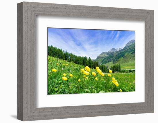 Yellow buttercup flowers in bloom, Madesimo, Valle Spluga, Valtellina, Lombardy, Italy, Europe-Roberto Moiola-Framed Photographic Print