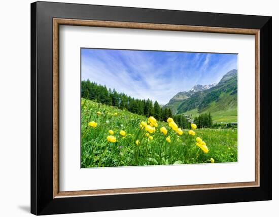 Yellow buttercup flowers in bloom, Madesimo, Valle Spluga, Valtellina, Lombardy, Italy, Europe-Roberto Moiola-Framed Photographic Print