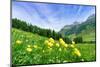 Yellow buttercup flowers in bloom, Madesimo, Valle Spluga, Valtellina, Lombardy, Italy, Europe-Roberto Moiola-Mounted Photographic Print