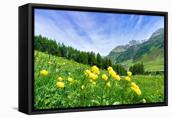 Yellow buttercup flowers in bloom, Madesimo, Valle Spluga, Valtellina, Lombardy, Italy, Europe-Roberto Moiola-Framed Premier Image Canvas