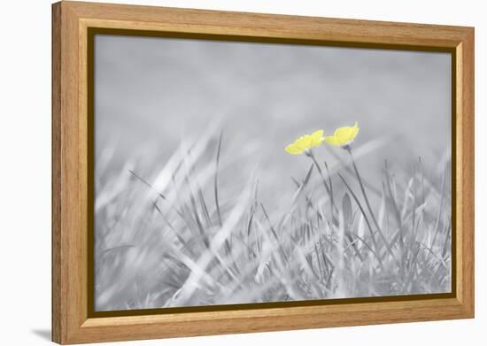 Yellow Buttercups-Adrian Campfield-Framed Premier Image Canvas