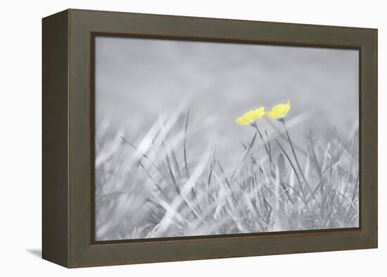 Yellow Buttercups-Adrian Campfield-Framed Premier Image Canvas