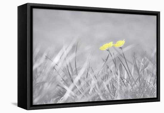 Yellow Buttercups-Adrian Campfield-Framed Premier Image Canvas