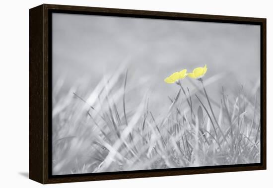 Yellow Buttercups-Adrian Campfield-Framed Premier Image Canvas