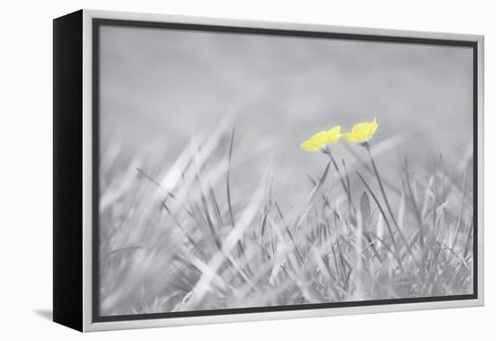 Yellow Buttercups-Adrian Campfield-Framed Premier Image Canvas