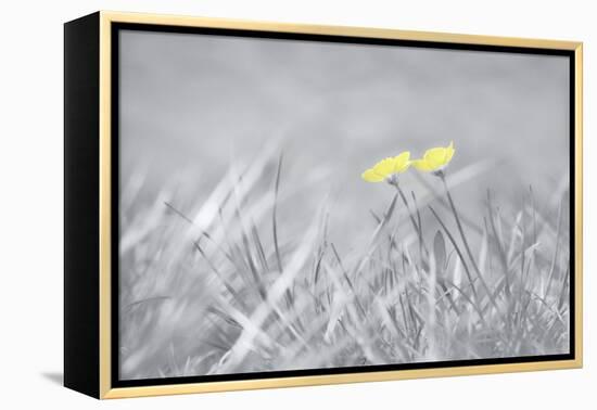 Yellow Buttercups-Adrian Campfield-Framed Premier Image Canvas