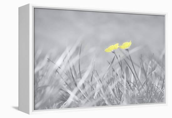 Yellow Buttercups-Adrian Campfield-Framed Premier Image Canvas