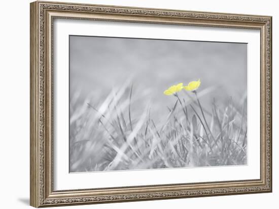 Yellow Buttercups-Adrian Campfield-Framed Photographic Print