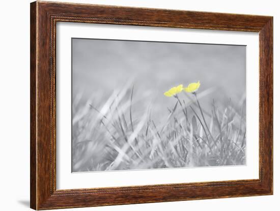 Yellow Buttercups-Adrian Campfield-Framed Photographic Print