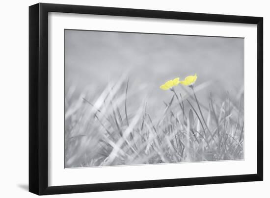 Yellow Buttercups-Adrian Campfield-Framed Photographic Print