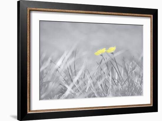 Yellow Buttercups-Adrian Campfield-Framed Photographic Print