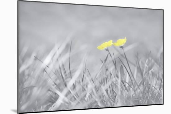 Yellow Buttercups-Adrian Campfield-Mounted Photographic Print