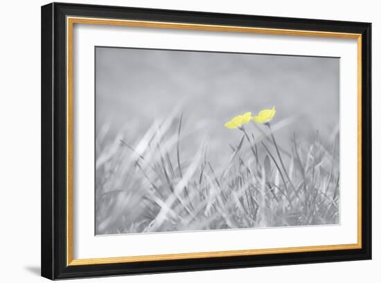 Yellow Buttercups-Adrian Campfield-Framed Photographic Print