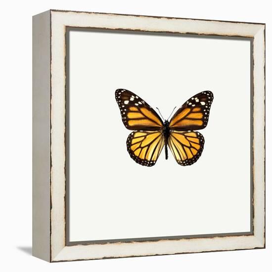 Yellow Butterfly-PhotoINC-Framed Premier Image Canvas
