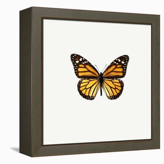 Yellow Butterfly-PhotoINC-Framed Premier Image Canvas