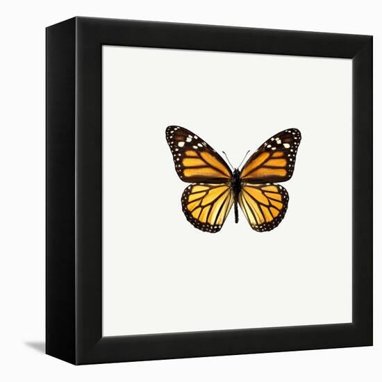 Yellow Butterfly-PhotoINC-Framed Premier Image Canvas