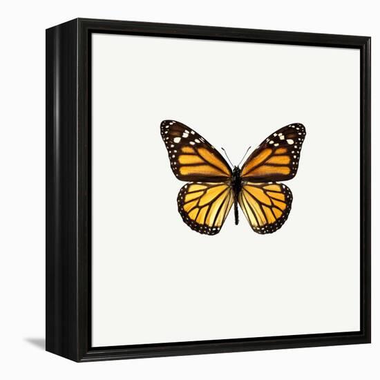 Yellow Butterfly-PhotoINC-Framed Premier Image Canvas