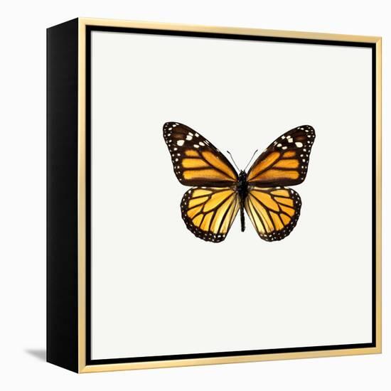 Yellow Butterfly-PhotoINC-Framed Premier Image Canvas