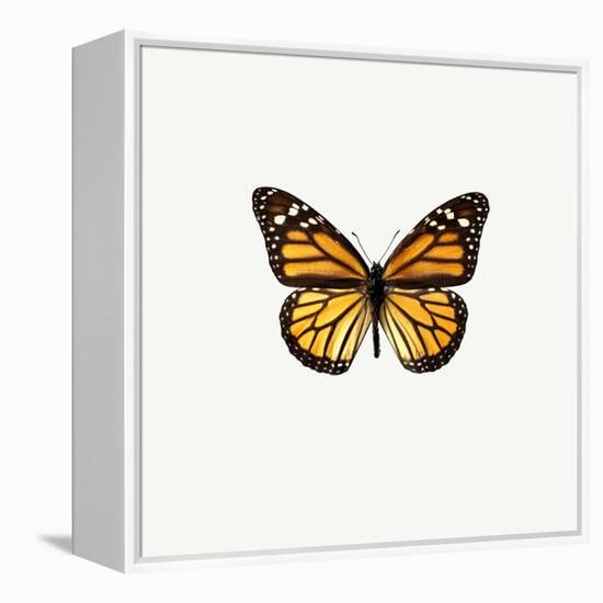 Yellow Butterfly-PhotoINC-Framed Premier Image Canvas