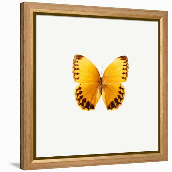 Yellow Butterfly-PhotoINC-Framed Premier Image Canvas