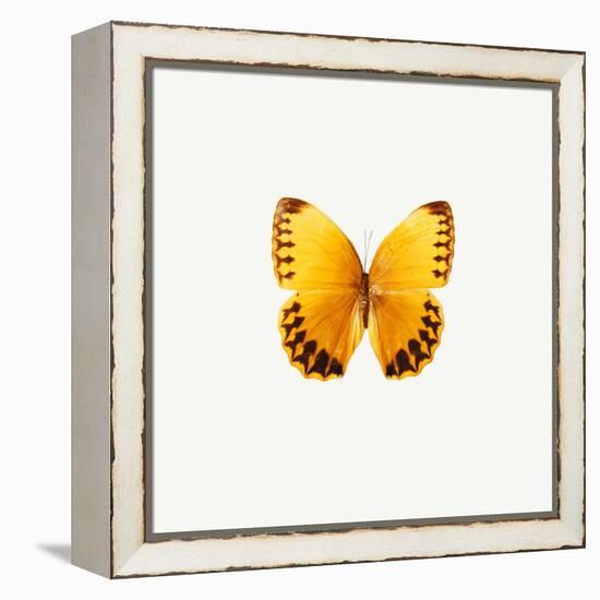 Yellow Butterfly-PhotoINC-Framed Premier Image Canvas