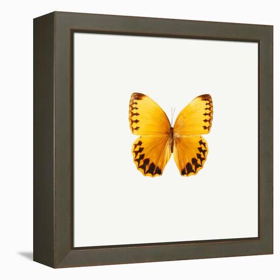 Yellow Butterfly-PhotoINC-Framed Premier Image Canvas