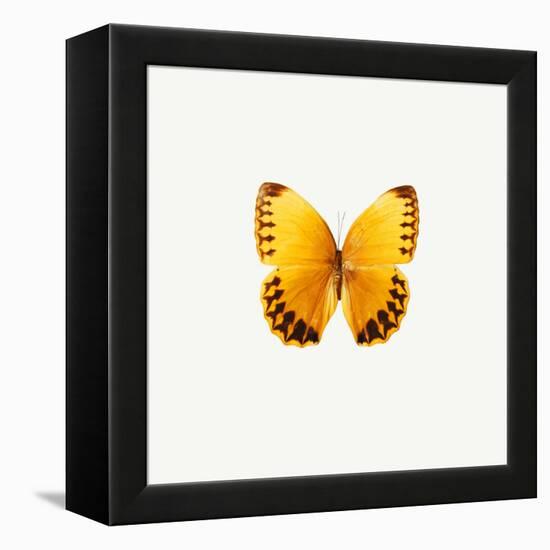 Yellow Butterfly-PhotoINC-Framed Premier Image Canvas