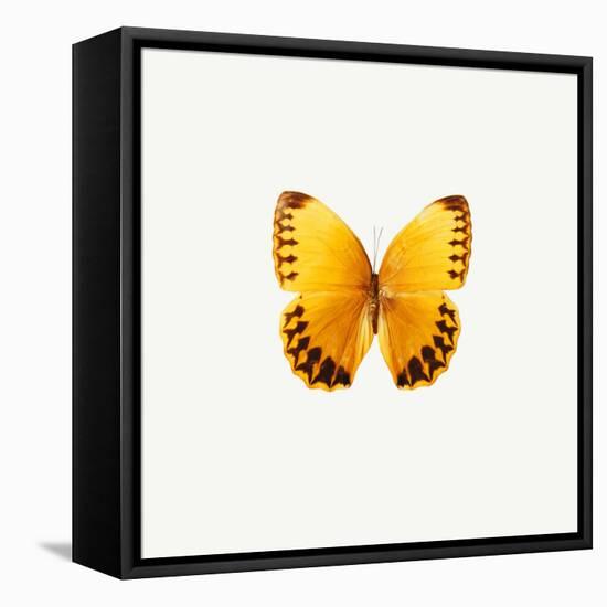 Yellow Butterfly-PhotoINC-Framed Premier Image Canvas