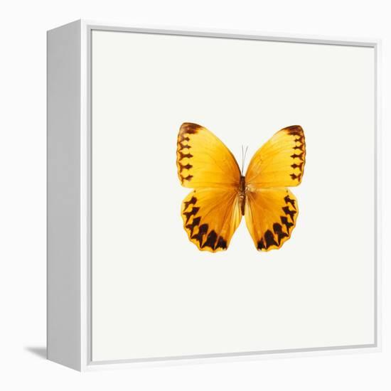 Yellow Butterfly-PhotoINC-Framed Premier Image Canvas