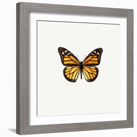 Yellow Butterfly-PhotoINC-Framed Photographic Print