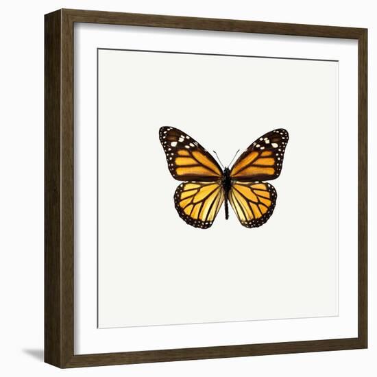 Yellow Butterfly-PhotoINC-Framed Photographic Print