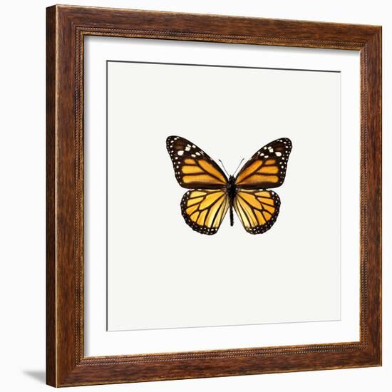 Yellow Butterfly-PhotoINC-Framed Photographic Print