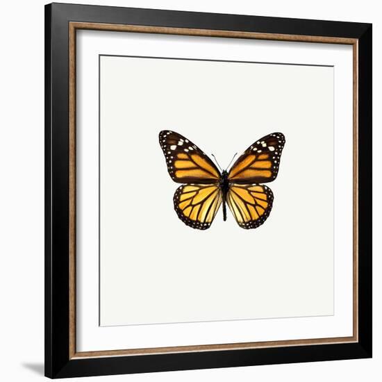 Yellow Butterfly-PhotoINC-Framed Photographic Print