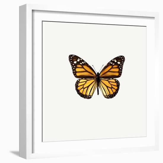 Yellow Butterfly-PhotoINC-Framed Photographic Print