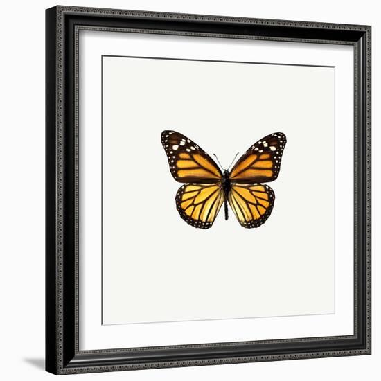 Yellow Butterfly-PhotoINC-Framed Photographic Print