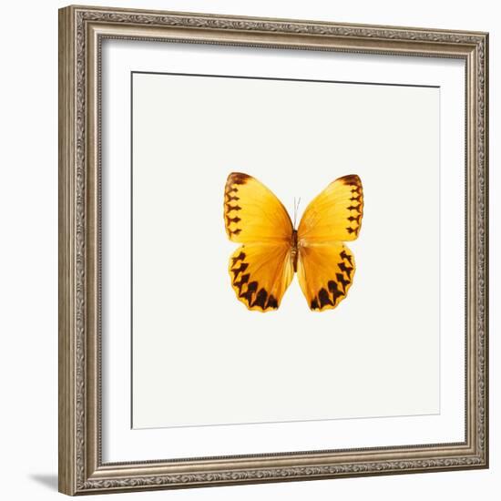 Yellow Butterfly-PhotoINC-Framed Photographic Print