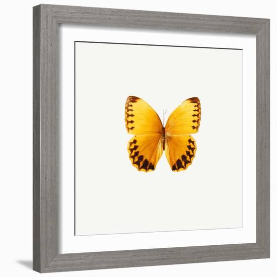 Yellow Butterfly-PhotoINC-Framed Photographic Print