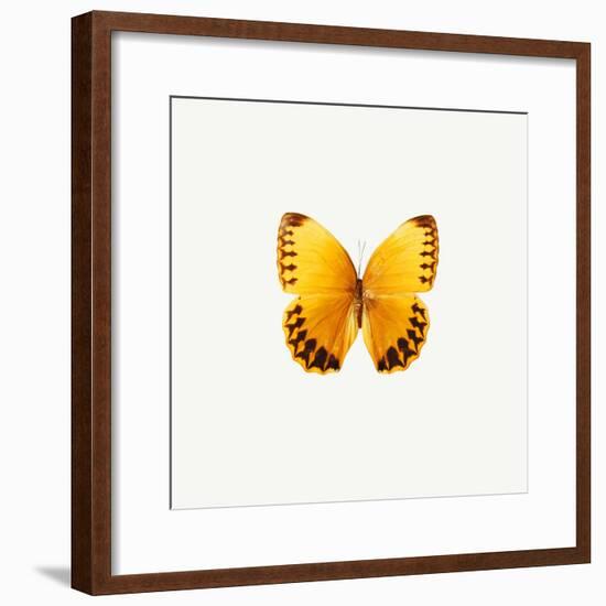 Yellow Butterfly-PhotoINC-Framed Photographic Print