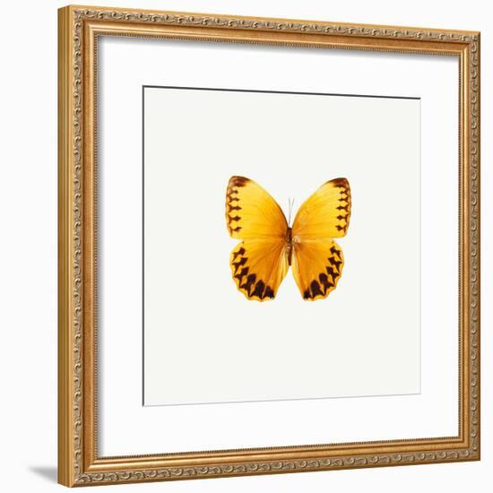 Yellow Butterfly-PhotoINC-Framed Photographic Print