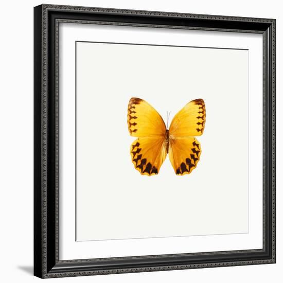 Yellow Butterfly-PhotoINC-Framed Photographic Print