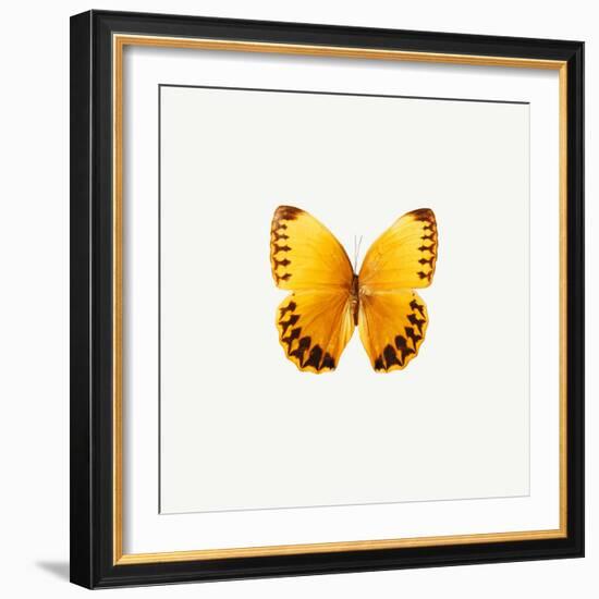 Yellow Butterfly-PhotoINC-Framed Photographic Print